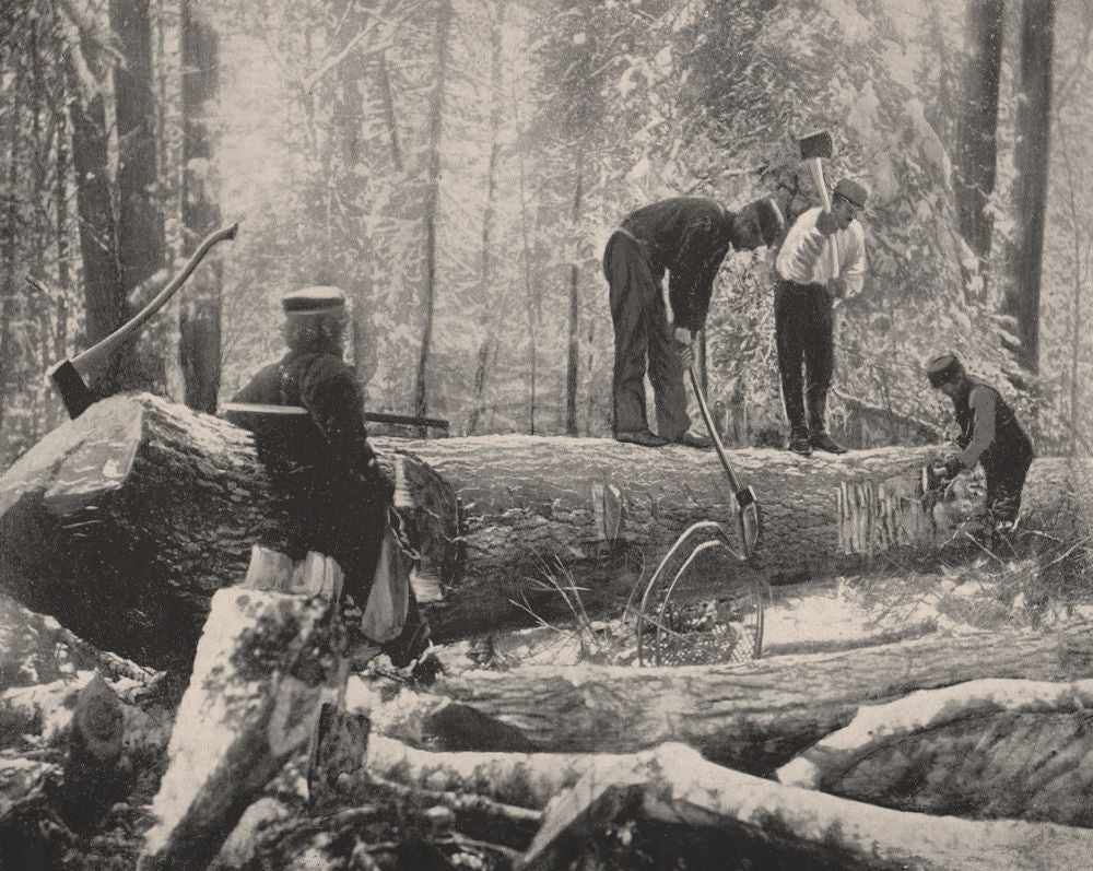 Cutting of trees, Ottawa River, Canada 1895 old antique vintage print picture